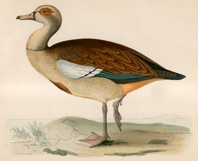 Egyptian Goose by Beverley R. Morris